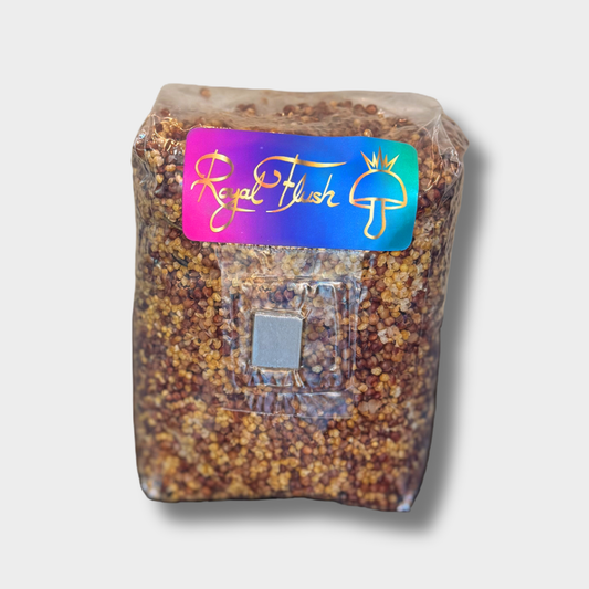 Sterilized 2.5 lb grain spawn bag with 4-grain blend and injection port