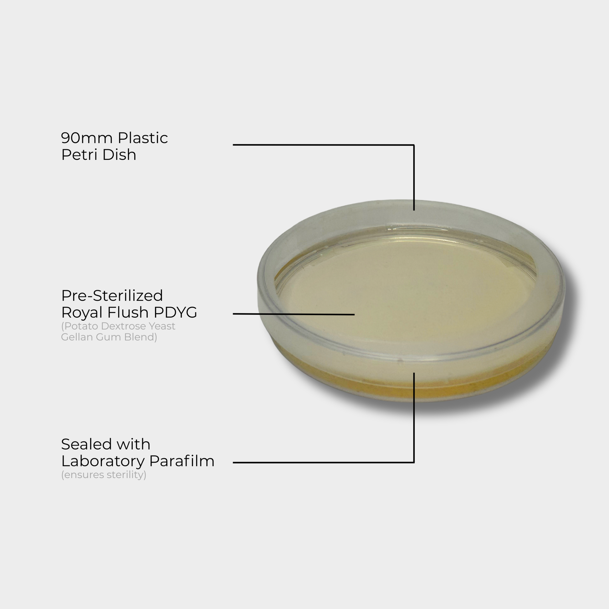 Labelled Diagram of a 90 mm petri dish pre-poured with PDYG agar and sealed with Parafilm