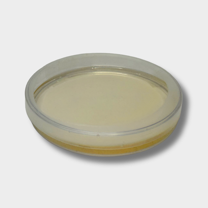 Close-up of sterile, pre-poured PDYG agar in a 90 mm Petri dish sealed with parafilm
